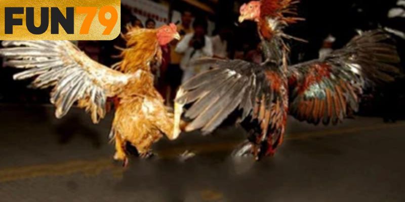 Đá Gà 988 Duy Trì Sức Hút Lớn Trong Hệ Thống FUN79