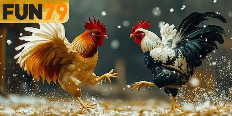 Trực tiếp đá gà Thomo sống động